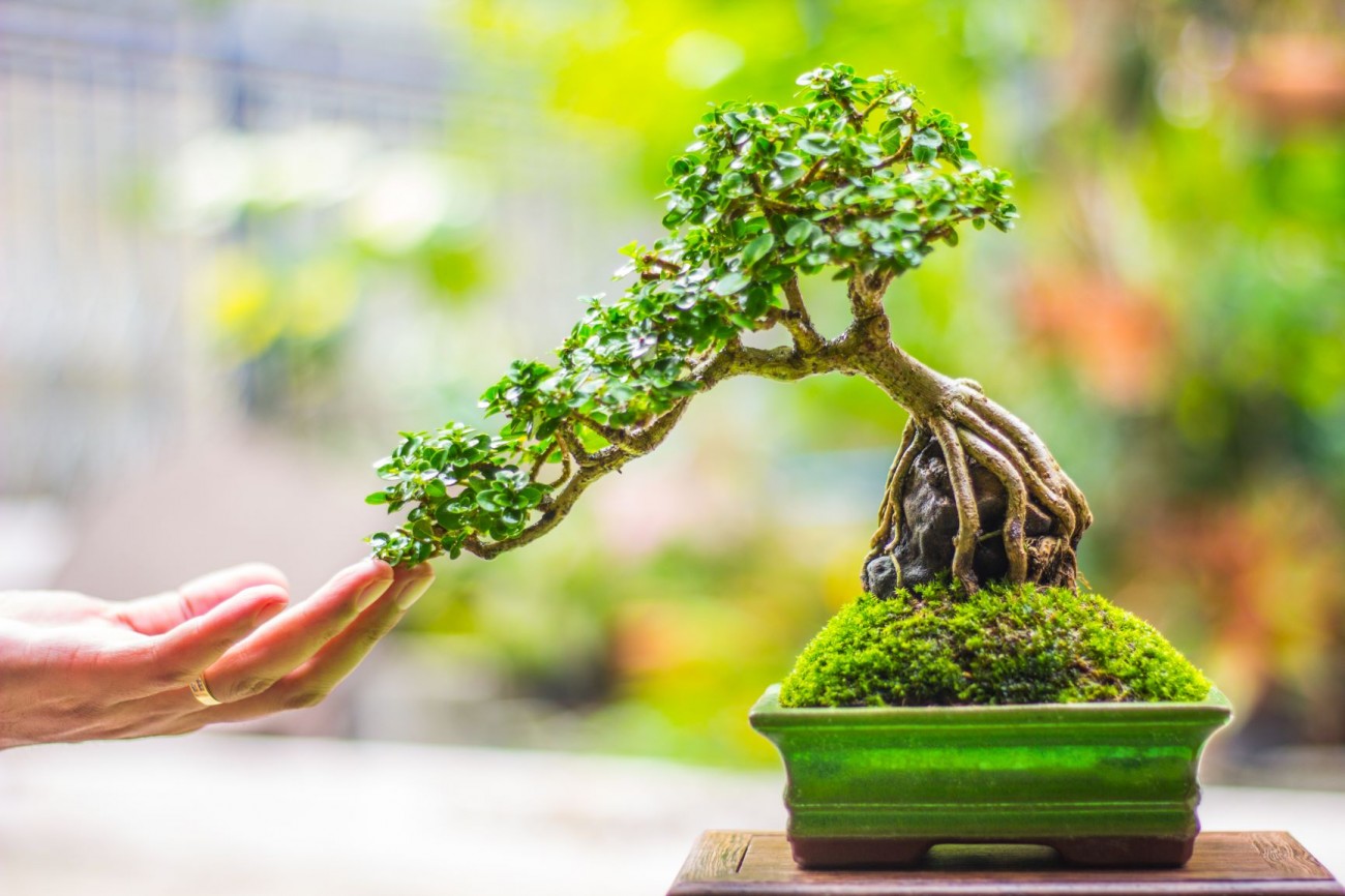 Instagram profil @yamasibon je oaza za bonsai zaljubljenike