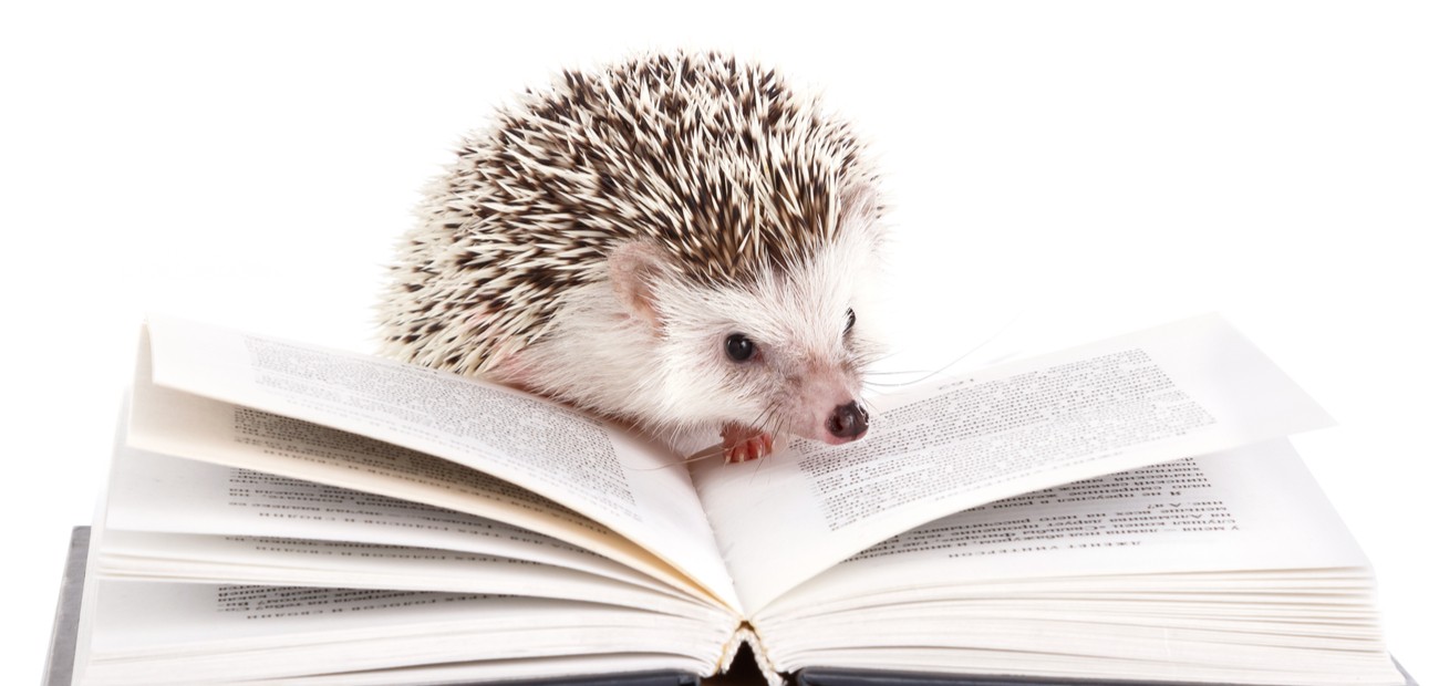 Jedan jež vas vodi kroz svijet knjiga na Instagram profilu @ernest_hedgingway