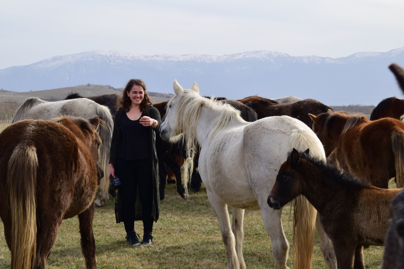 Divlji konji Livna na Instagram profilu @livnowildhorses