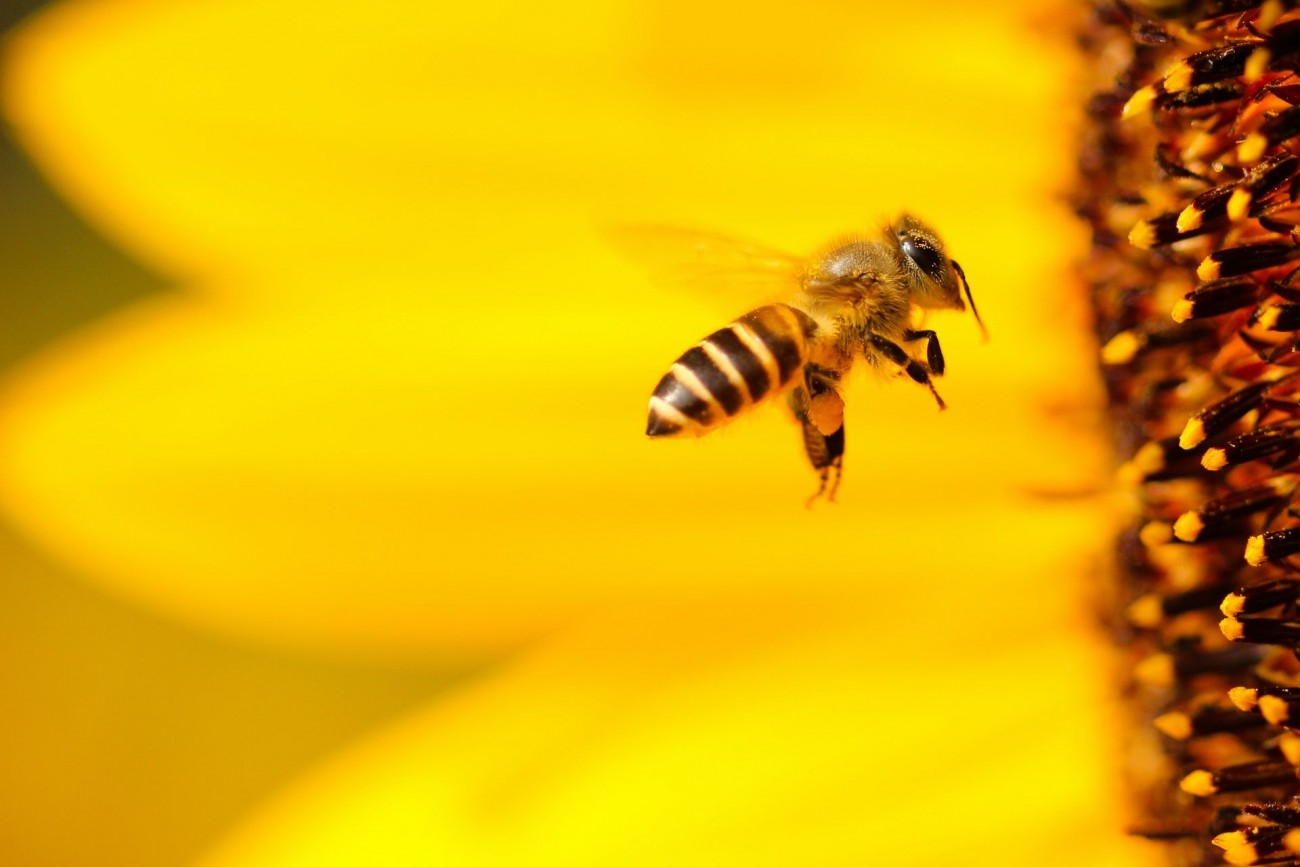 Upoznajte magični svijet pčela: Instagram profil @belgrade.bees.ecology