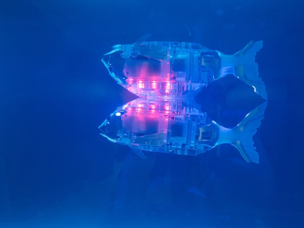 Robotske ribe koje "jedu" mikroplastiku će pomagati u čišćenju okeana