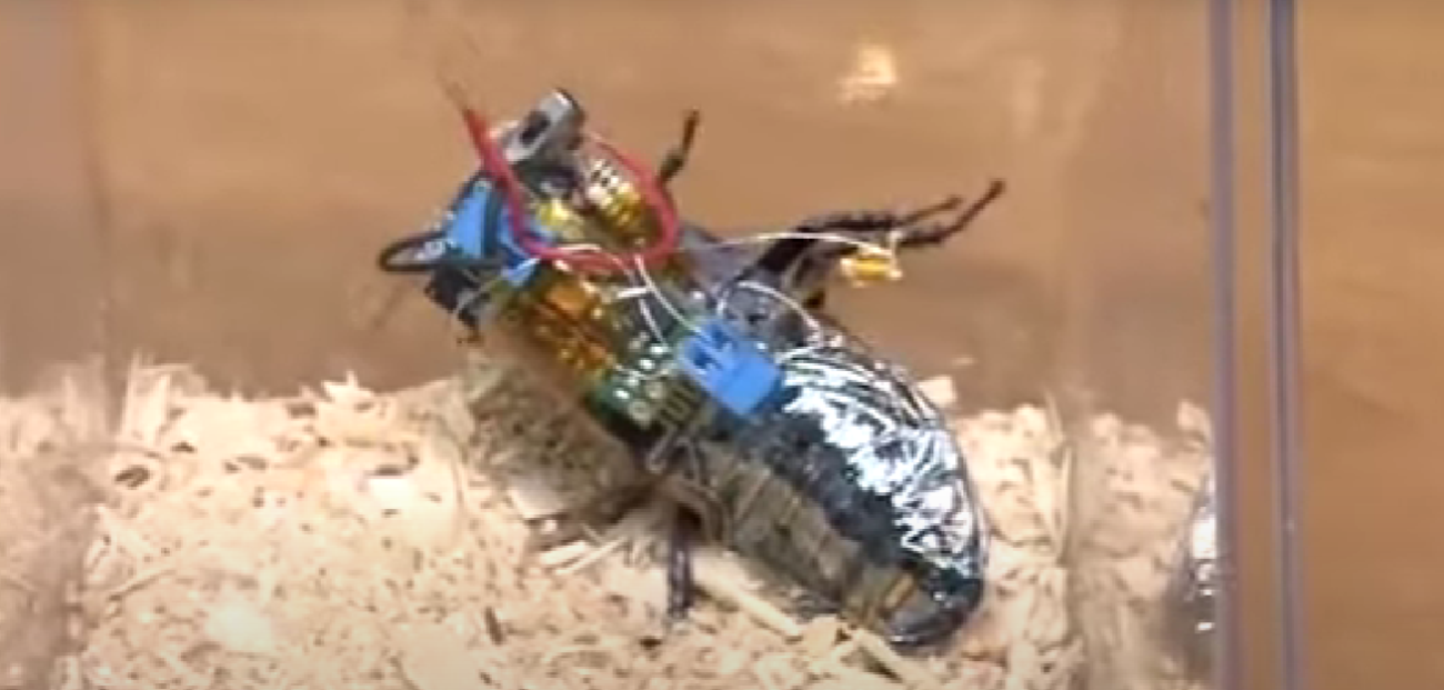 Naučnici rade na stvaranju vojske solarnih kiborg insekata